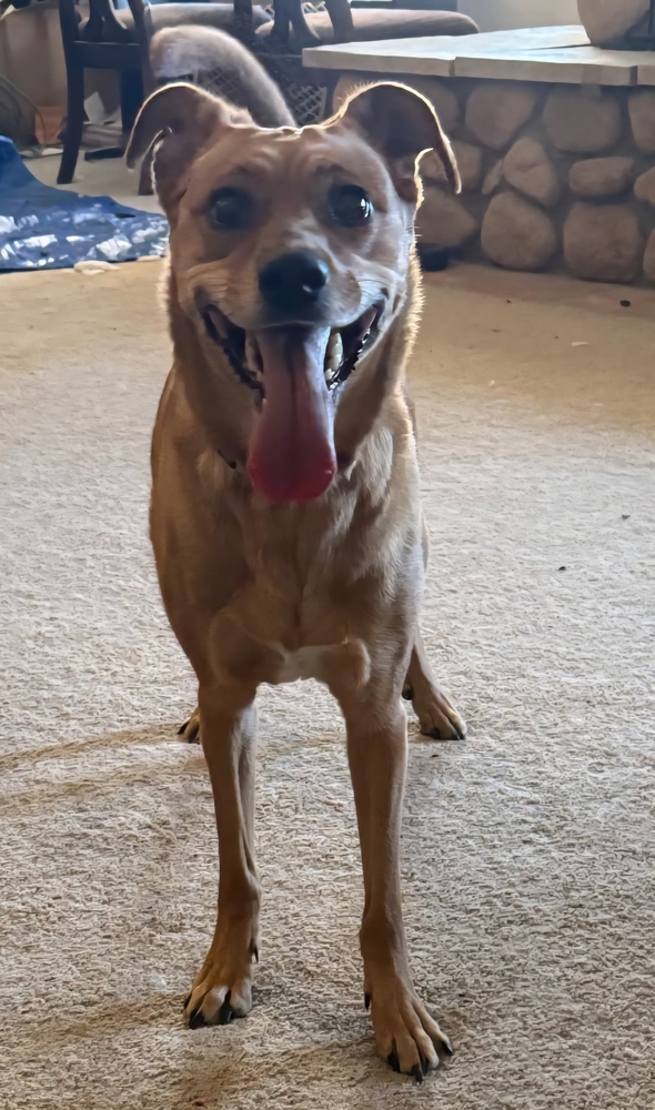Gina, an adoptable Terrier in Willcox, AZ, 85643 | Photo Image 1