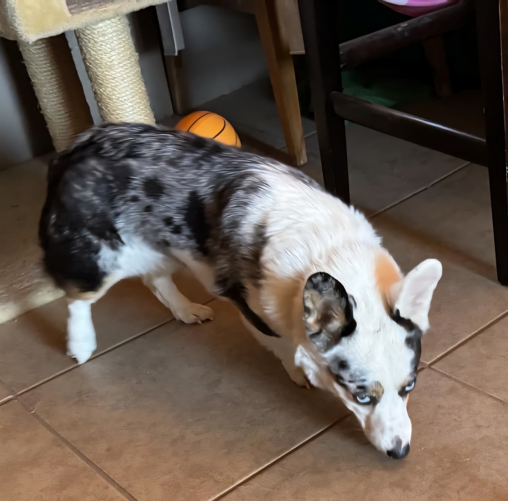 Elsa, an adoptable Corgi in Willcox, AZ, 85643 | Photo Image 1