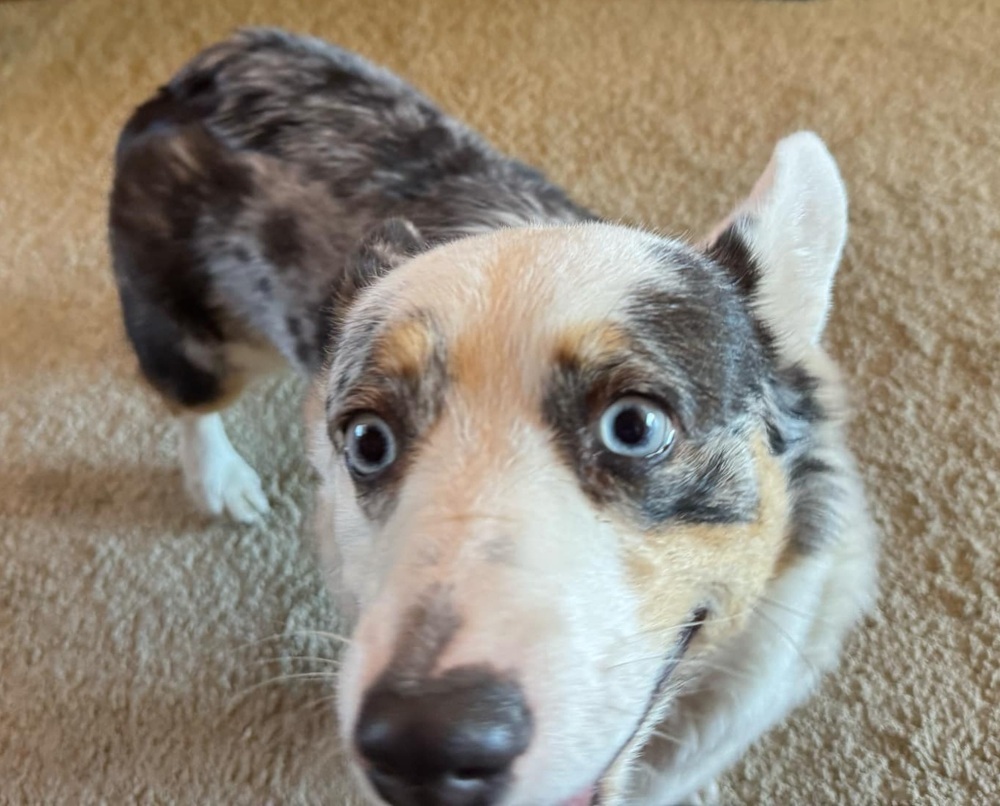 Elsa, an adoptable Corgi in Willcox, AZ, 85643 | Photo Image 2