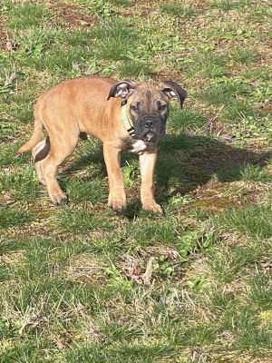 Ollie DOB 1292024 Male 34 Boxer and 14 Bulldog Fostered in Estacada OR Ready for some fun Read