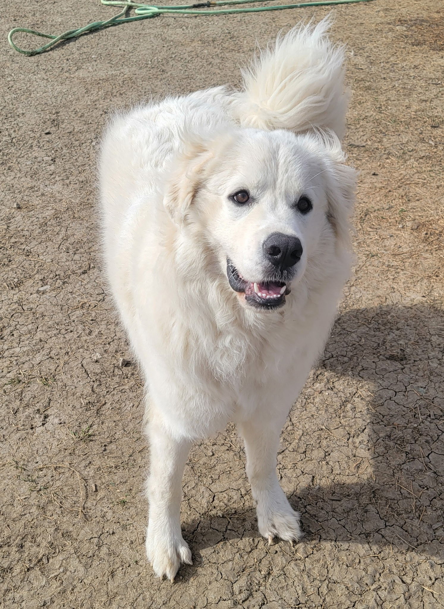 Sadie Loo DFW