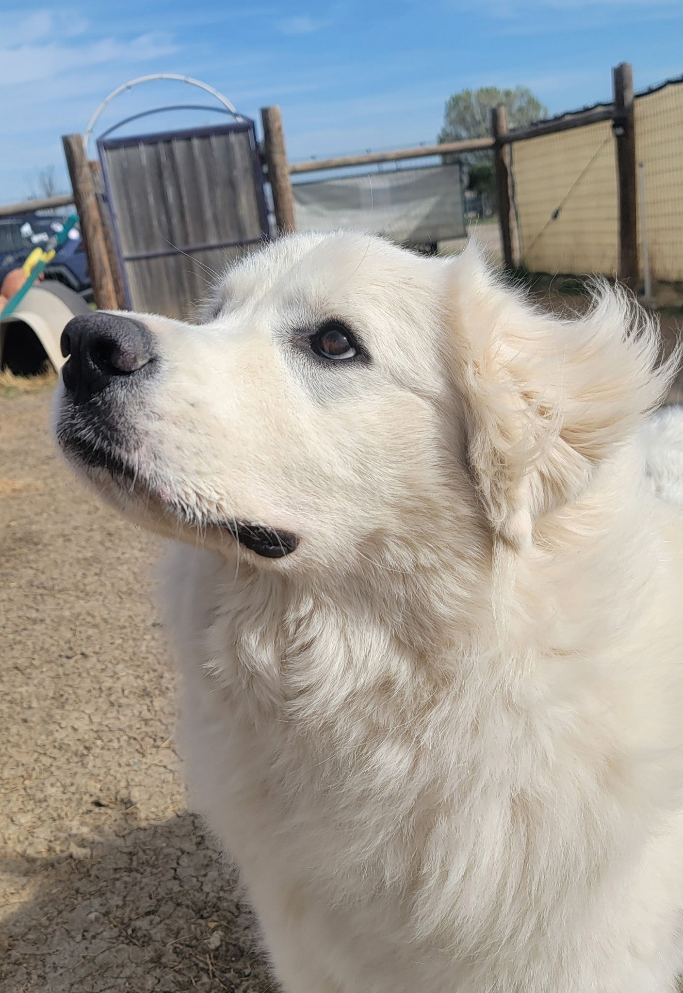 Sadie Loo DFW