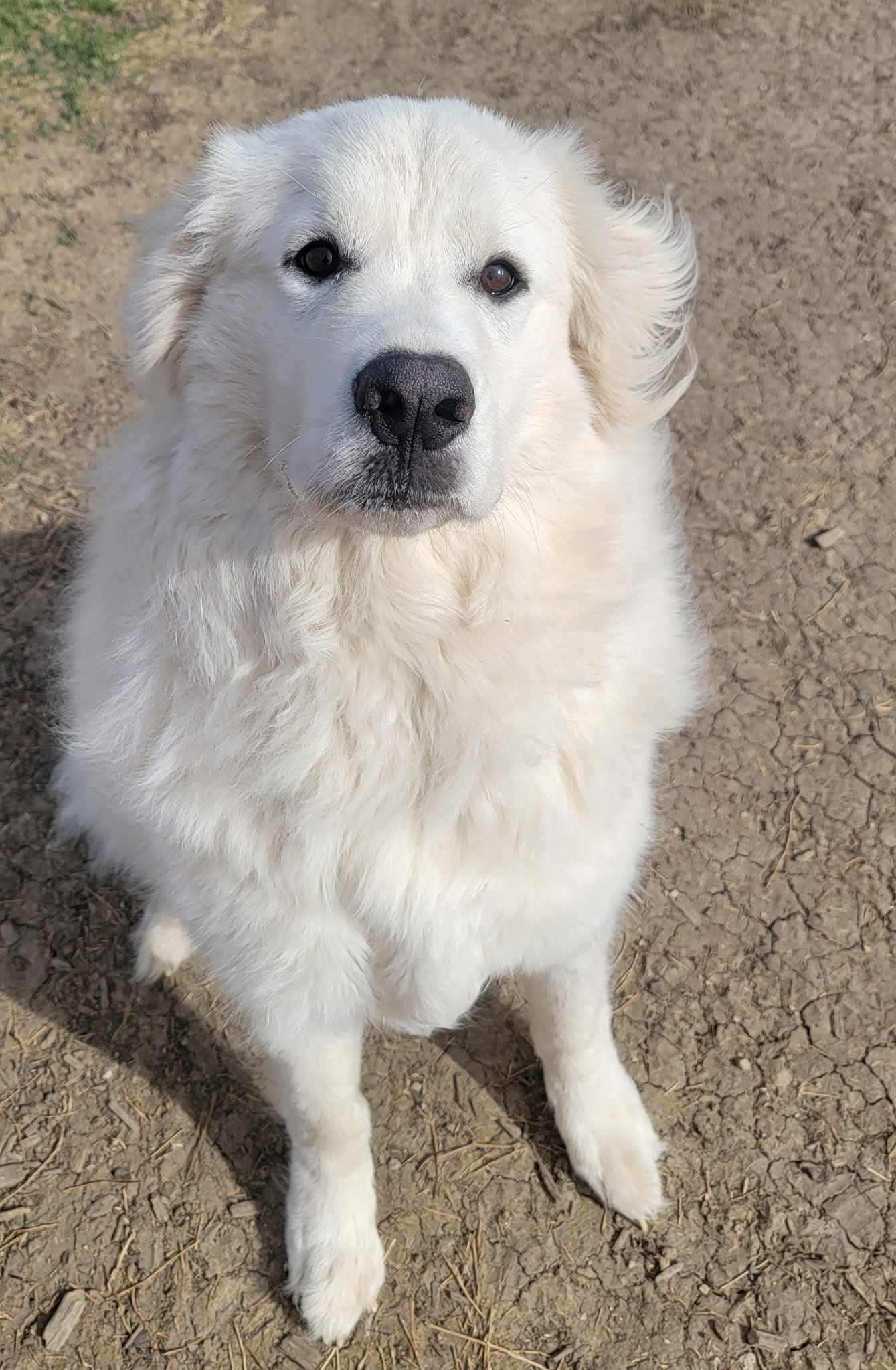 Sadie Loo DFW