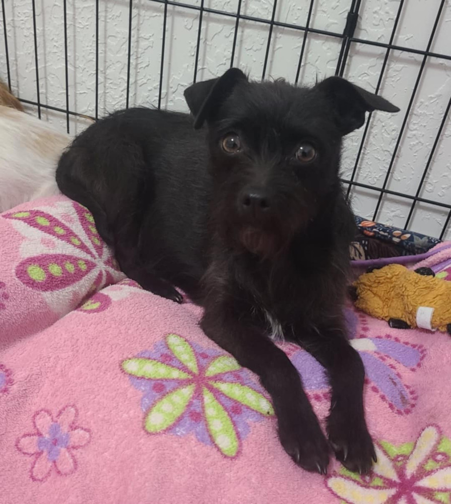 Zelda, an adoptable Terrier in Bend, OR, 97701 | Photo Image 1