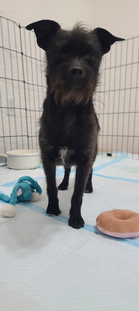 Zelda, an adoptable Terrier in Bend, OR, 97701 | Photo Image 3