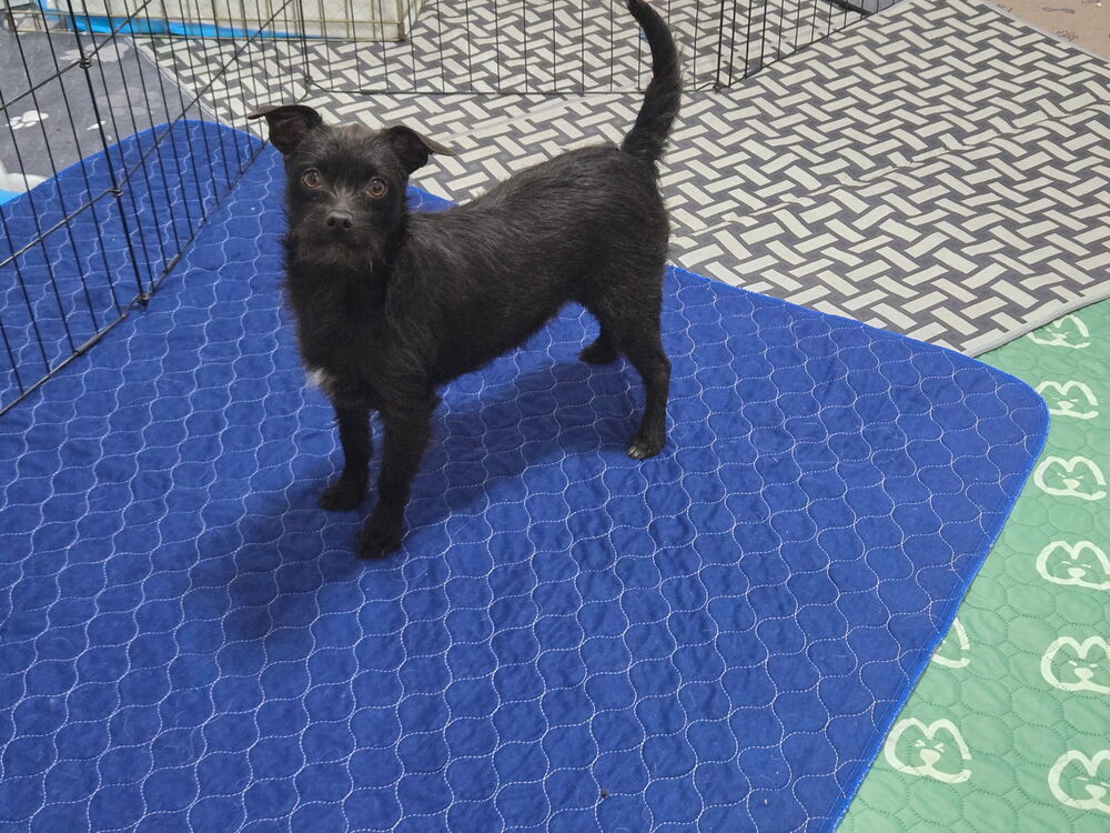 Zelda, an adoptable Terrier in Bend, OR, 97701 | Photo Image 5