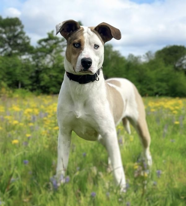Pet Photo