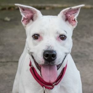 Hi my name is Asia My owner can no longer take care of me Im an older gal but still