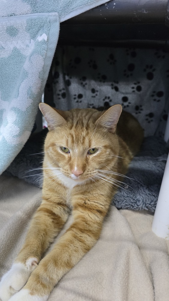 Leo