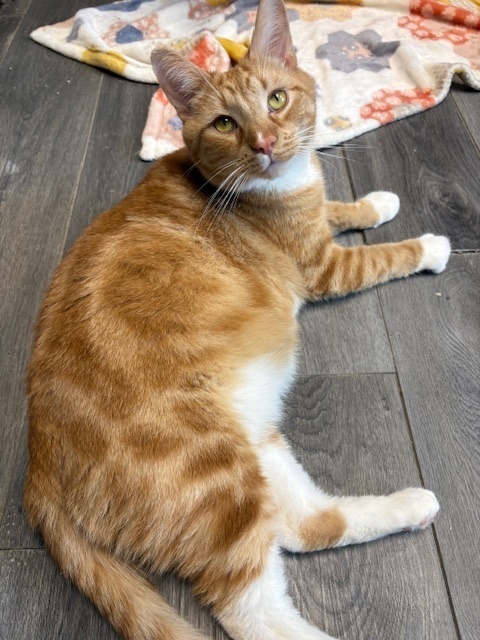 Leo