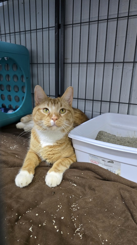 Leo