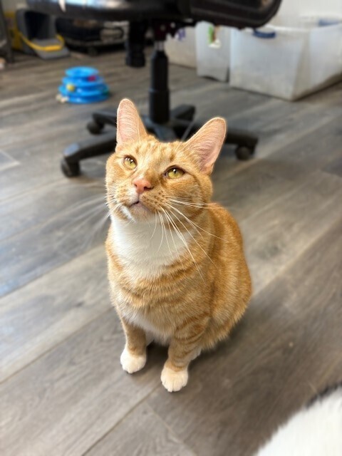 Leo