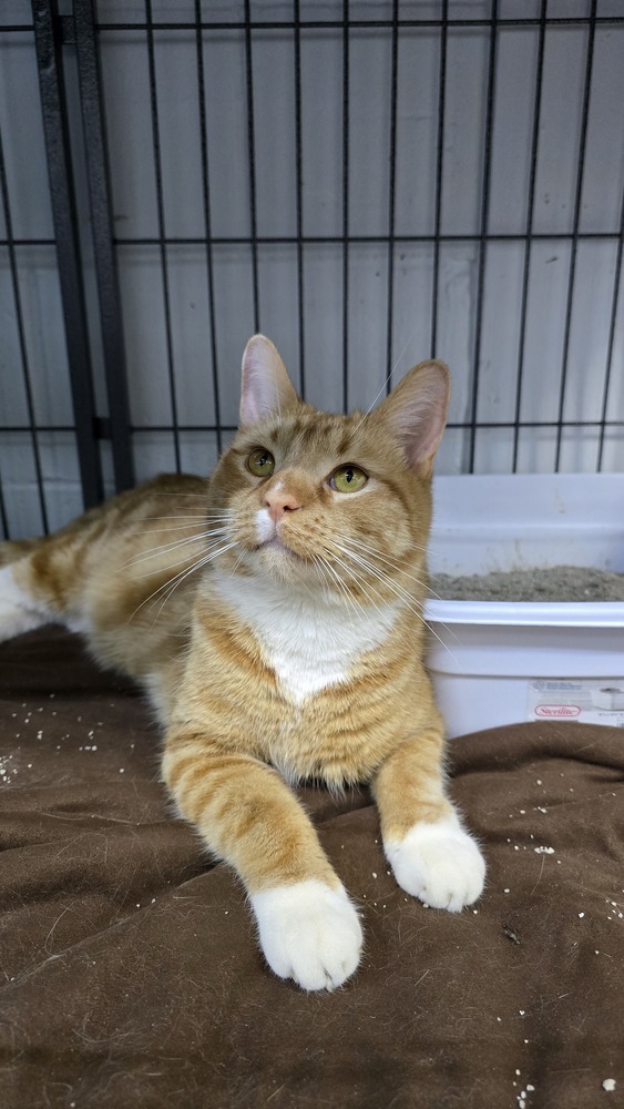 Leo