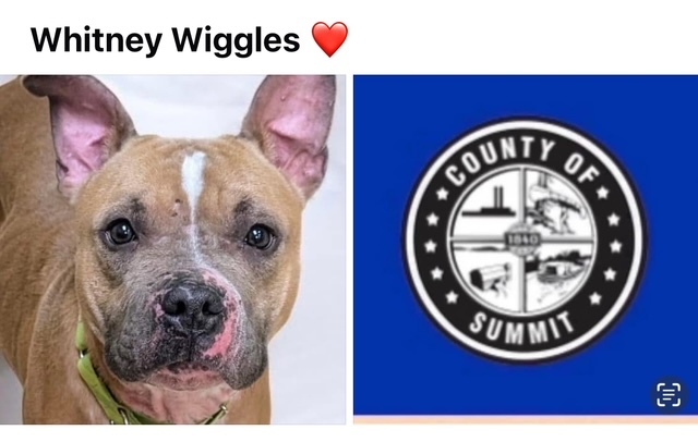 WHITNEY WIGGLES 1
