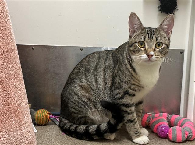 ASHLEY, an adoptable Domestic Short Hair in McKinleyville, CA, 95519 | Photo Image 1