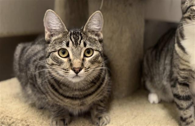 MARY KATE, an adoptable Domestic Short Hair in McKinleyville, CA, 95519 | Photo Image 1
