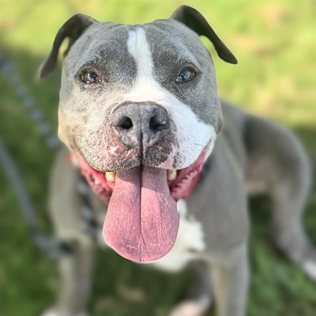 BUDDY