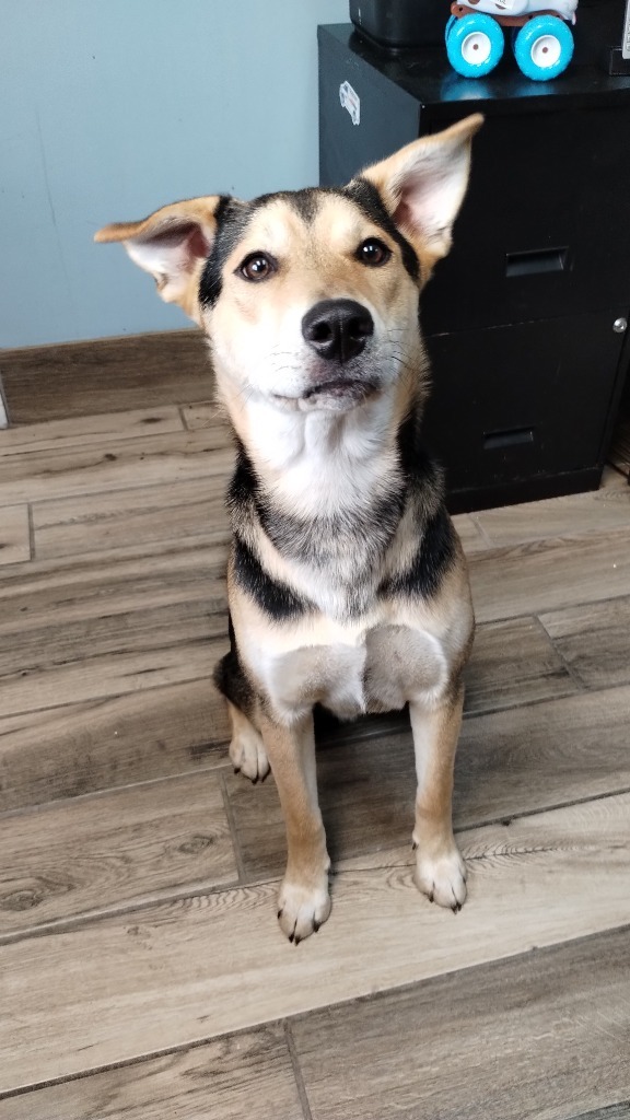 Rufus 1
