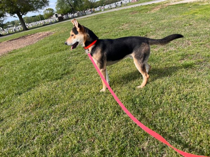 Rufus 2