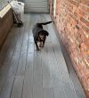 Millie