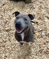 Benjamin (Adoption Fee Sponsored)