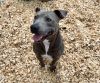 Benjamin (Adoption Fee Sponsored)