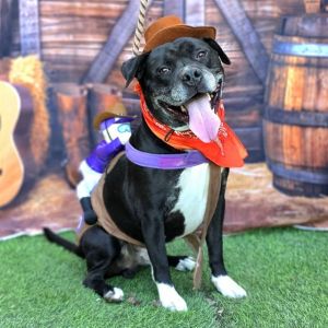I WAS FOUND AT 1000 BLK WALNUT AVE LONG BEACH CA 90813 IN LONG BEACHMy adoption evaluation date is 