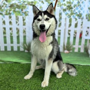 I WAS FOUND AT 1000 CHESTNUT AVE LONG BEACH CA 90813 IN LONG BEACHMy adoption evaluation date is 