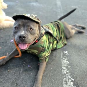 I WAS FOUND AT 700 BLK SANTIAGO AVE LONG BEACH CA 90804 IN LONG BEACHMy adoption evaluation date 