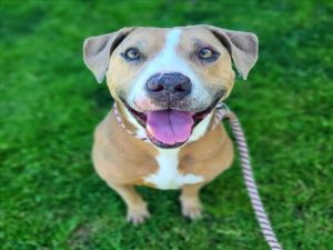 I WAS FOUND AT 2400 BLK CASPIAN AVE LONG BEACH CA 90810 IN LONG BEACHMy adoption evaluation date 