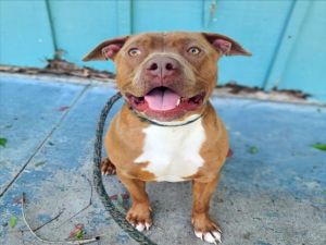 I WAS FOUND AT 5400 BLOCK CHERRY AVE LONG BEACH CA IN LONG BEACHMy adoption evaluation date is 01