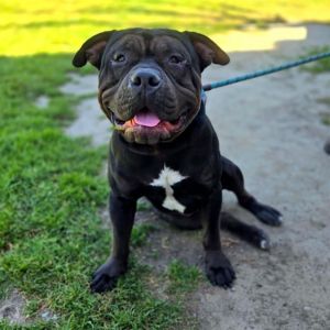 I WAS FOUND AT 2400 BLK CASPIAN AVE LONG BEACH CA 90810 IN LONG BEACHMy adoption evaluation date 