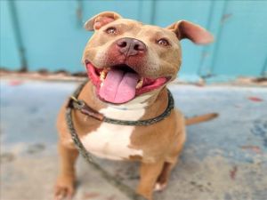 GRAHAM Pit Bull Terrier Dog