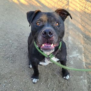 I WAS FOUND AT 3300 BLK W CERRITOS AVE LOS ALAMITOS CA 90720 IN LOS ALAMITOSMy adoption evaluatio
