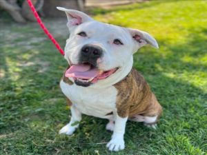 I WAS FOUND AT 200 BLK CERRITOS AVE LONG BEACH CA 90802 IN LONG BEACHMy adoption evaluation date is