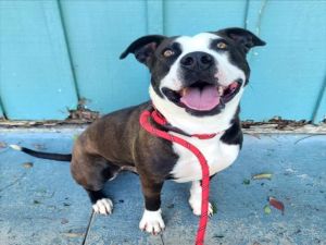 I WAS FOUND AT 1000 BLK TEMPLE AVE LONG BEACH 90804 IN LONG BEACHMy adoption e