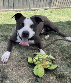 I WAS FOUND AT 1000 BLK TEMPLE AVE LONG BEACH 90804 IN LONG BEACHMy adoption evaluation date is 12