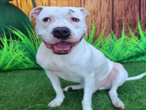 I WAS FOUND AT 11300 BLK ROCHELLE ST LOS ALAMITOS CA 90720 IN LOS ALAMITOSMy adoption evaluation 