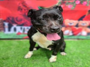 I WAS FOUND AT 6100 BLK MYRTLE AVE LONG BEACH CA 90805 IN LONG BEACHMy adoption evaluation date i