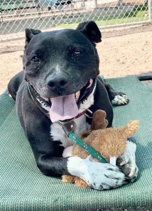 I WAS FOUND AT 6100 BLK MYRTLE AVE LONG BEACH CA 90805 IN LONG BEACHMy adoption evaluation date i
