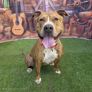 I WAS FOUND AT 1100 BLK PACIFIC COAST HWY LONG BEACH CA 90806 IN LONG BEACHMy adoption evaluation 