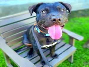 I WAS FOUND AT 270 BLK E ARTESIA BLVD LONG BEACH CA 90805 IN LONG BEACHMy adoption evaluation dat