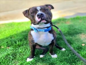 I WAS FOUND AT 1700 BLK OBISPO AVE LONG BEACH CA 90804 IN LONG BEACHMy adoption evaluation date is 