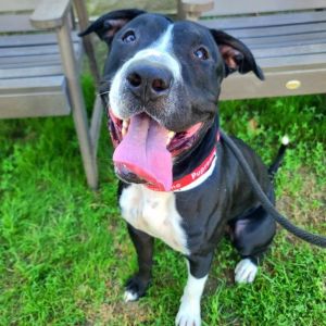 I WAS FOUND AT 1100 BLK E BURNETT STREET SIGNAL HILL CA 90755 IN SIGNAL HILLMy adoption evaluation 