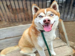 I WAS FOUND AT 100 BLK E ARTESIA BLVD LB 90805 IN LONG BEACHMy adoption evaluation date is 02082