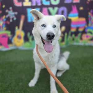 I WAS FOUND AT 5300 BLK LIME AVE LB 90805 IN LONG BEACHMy adoption evaluation date is 02082025