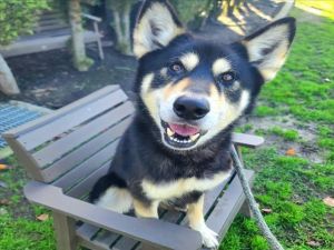 I WAS FOUND AT 4600 BLK LONG BEACH BLVD CA 90805 IN LONG BEACHMy adoption evaluation date is 0215