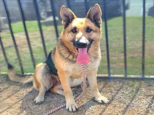 I WAS FOUND AT 6000 BLK ATLANTIC AVE LONG BEACH CA 90805 IN LONG BEACHMy adoption evaluation date