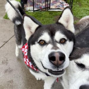 PISTACHIO Alaskan Malamute Dog