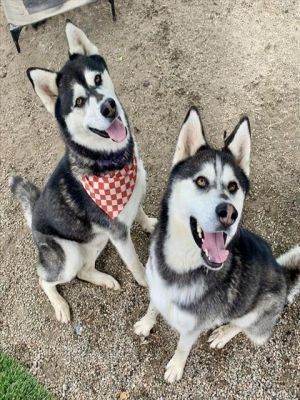 I WAS FOUND AT 6700 BLK  CA-1 LONG BEACH CA 90803 IN LONG BEACHMy adoption eva